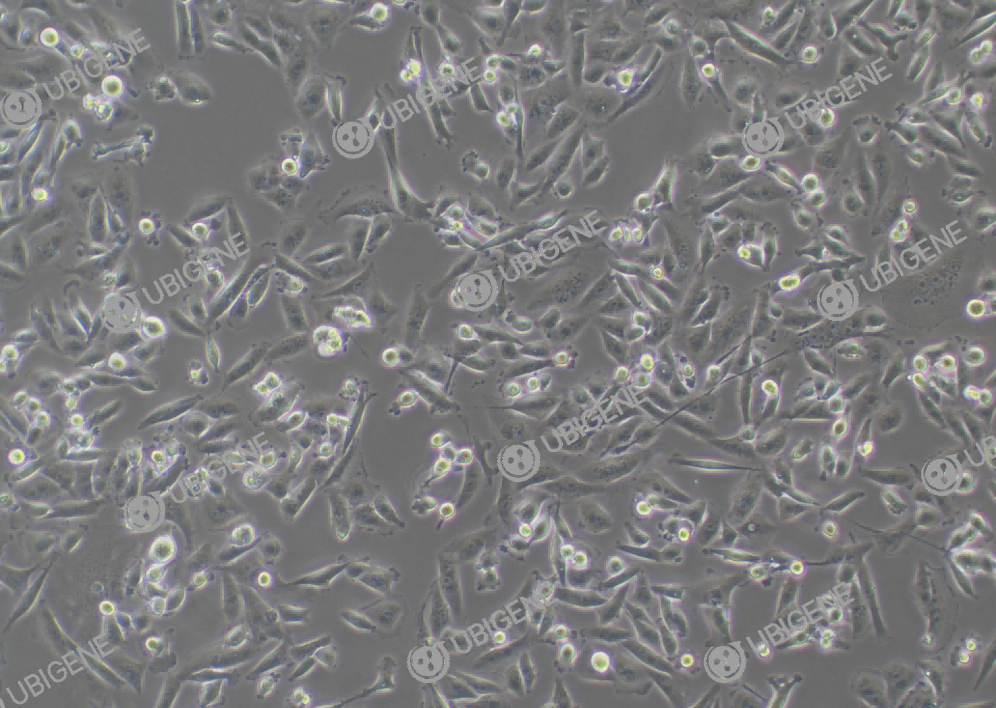 MDA-MB-231 cell line Cultured cell morphology