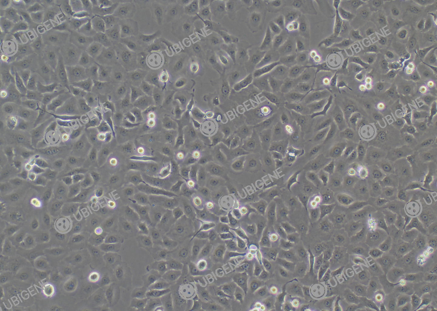 NCI-H1650 cell line Cultured cell morphology