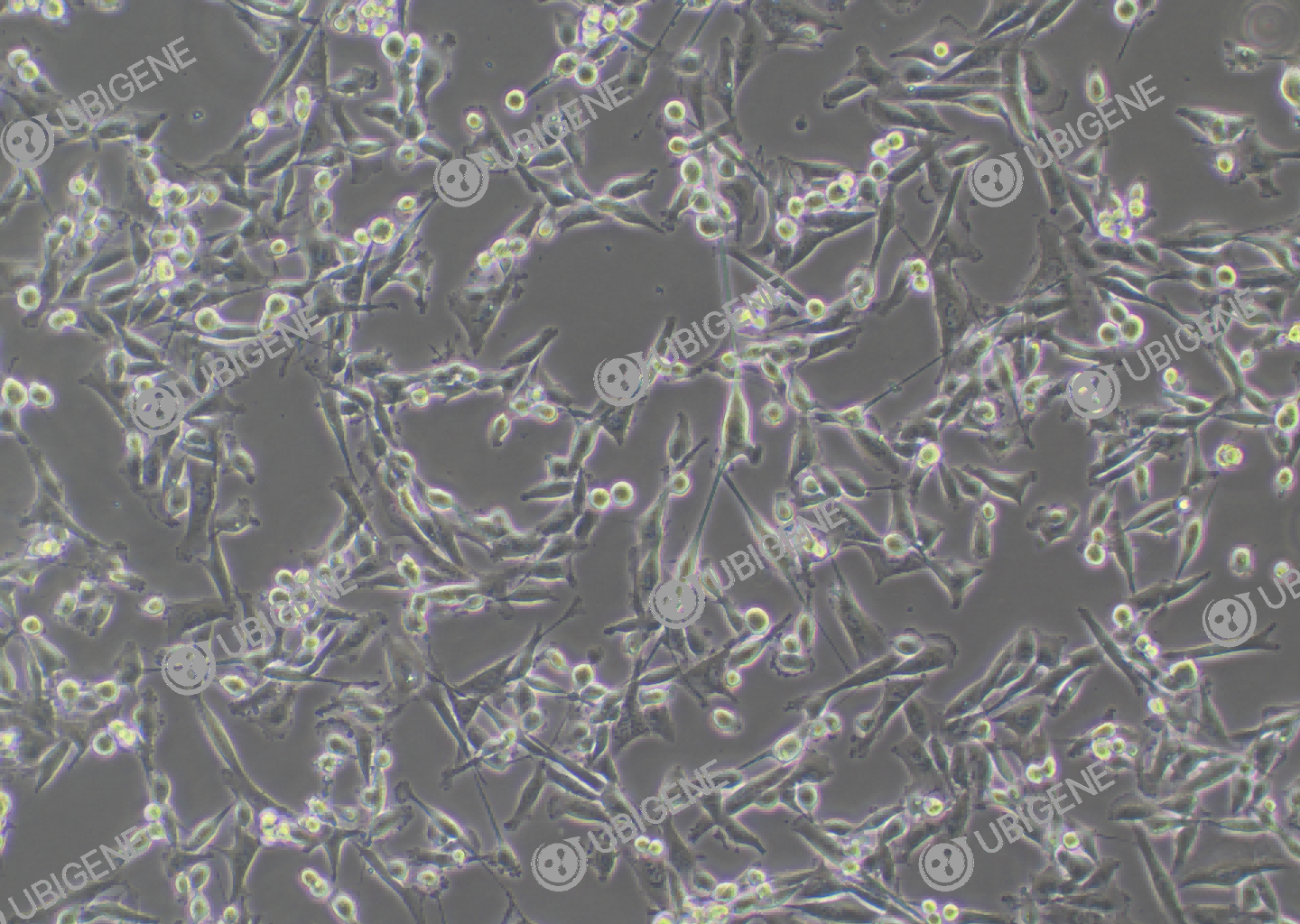 NCI-H1975 cell line Cultured cell morphology
