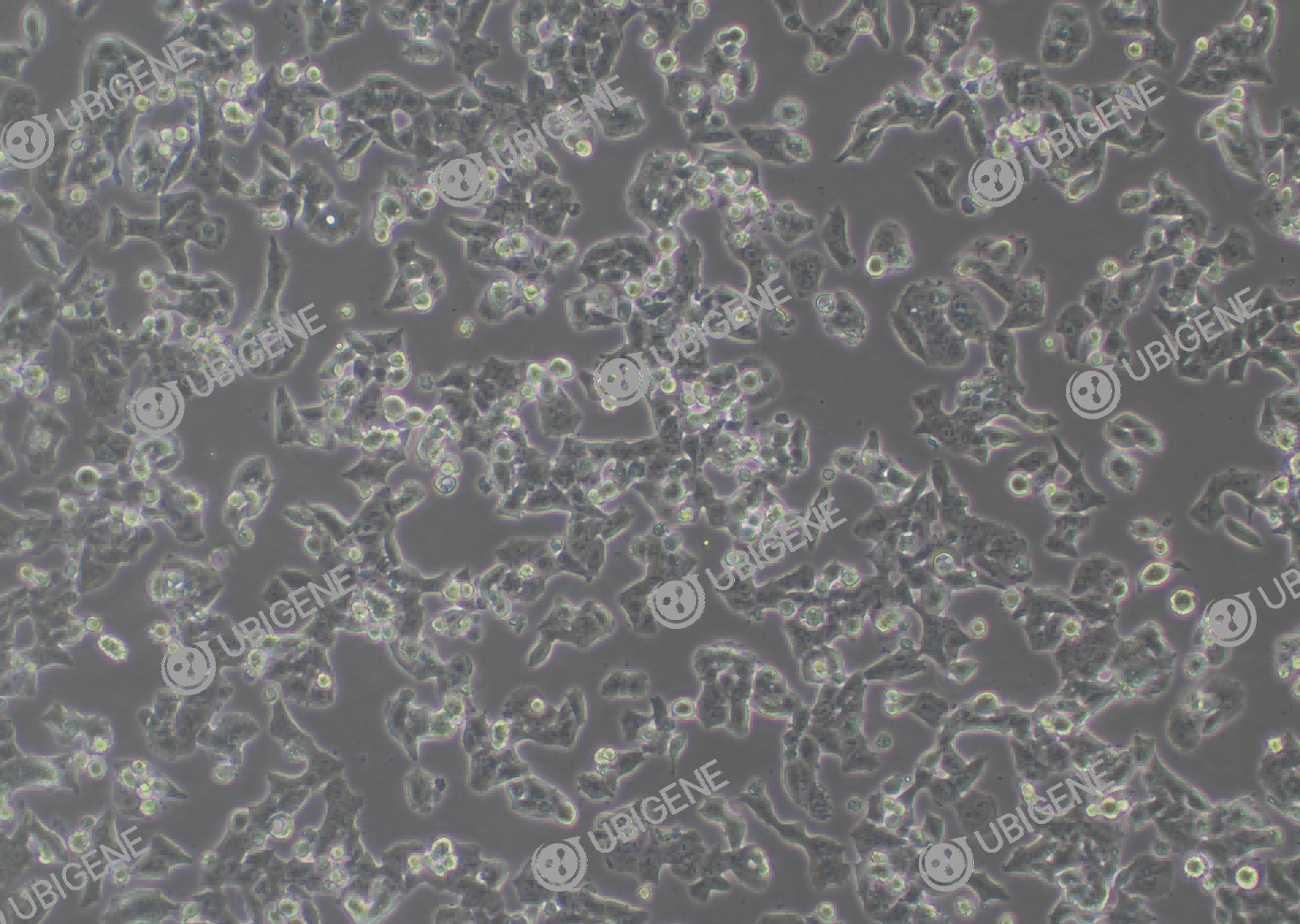 NCI-H520 cell line Cultured cell morphology