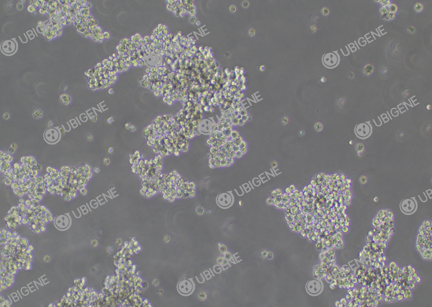 NCI-H716 cell line Cultured cell morphology
