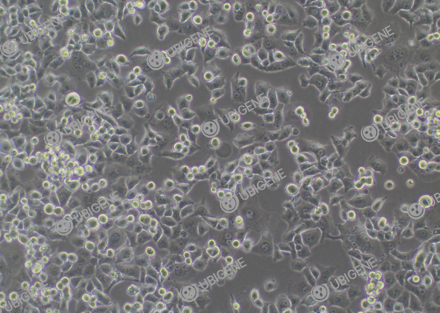 Panc-1 cell line Cultured cell morphology