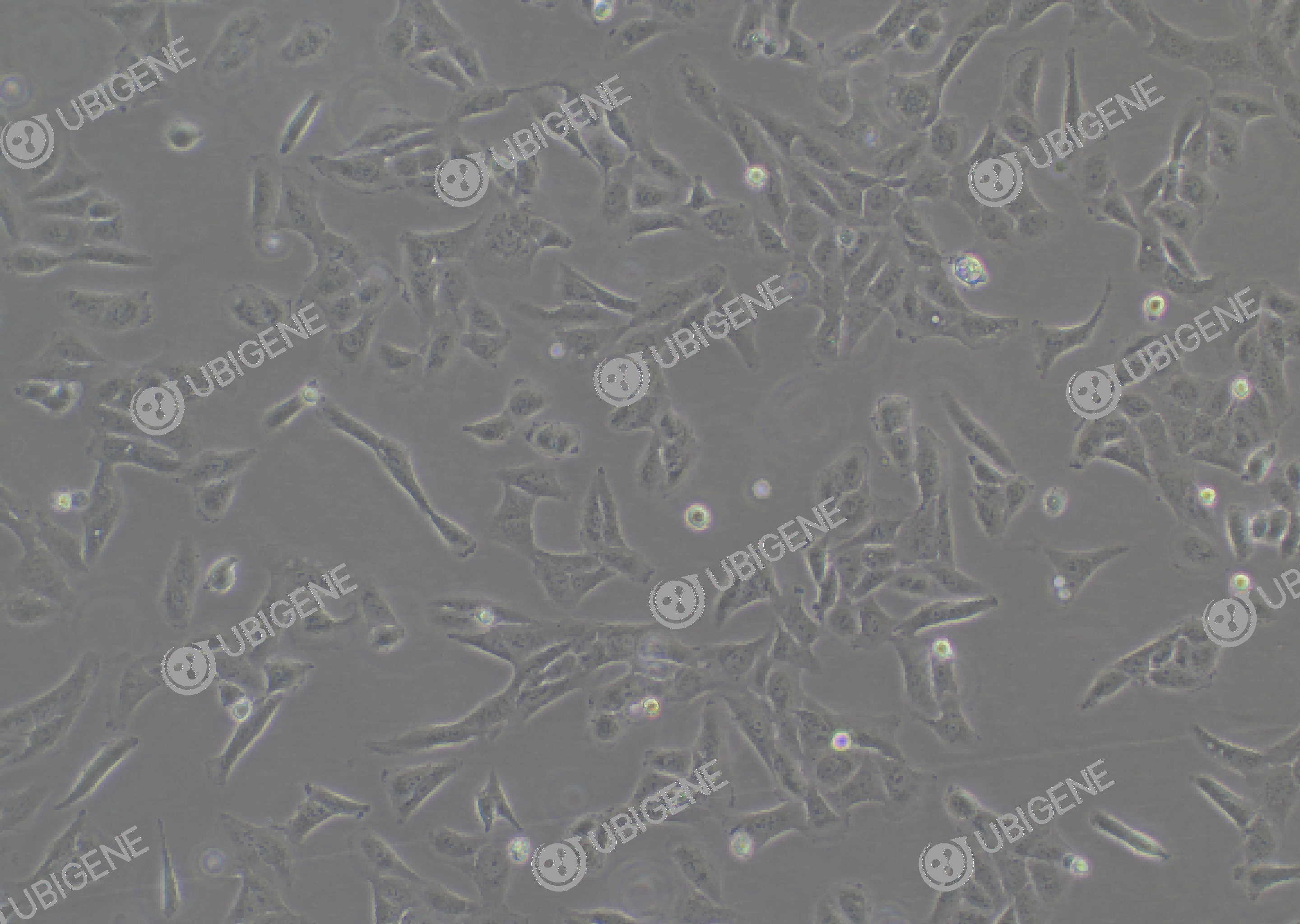 U-2 OS cell line Cultured cell morphology