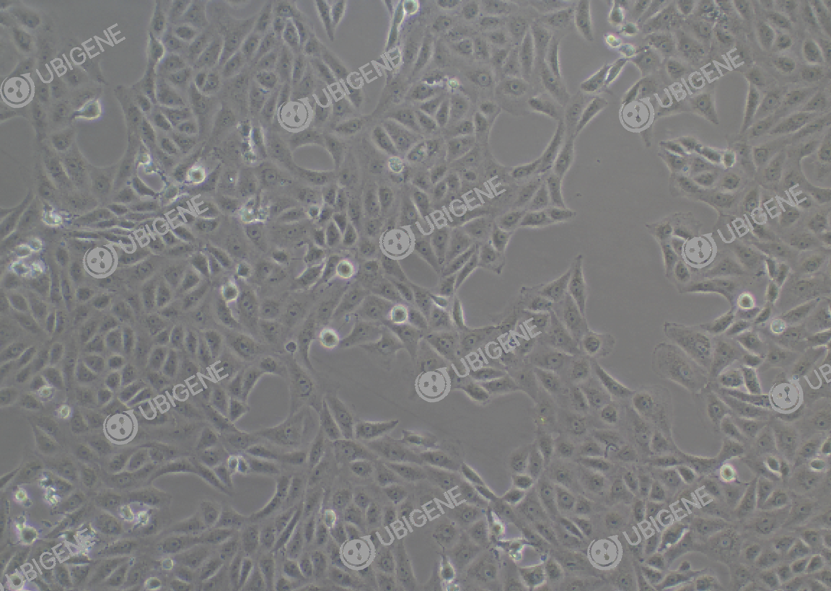 Vero cell line Ubigene