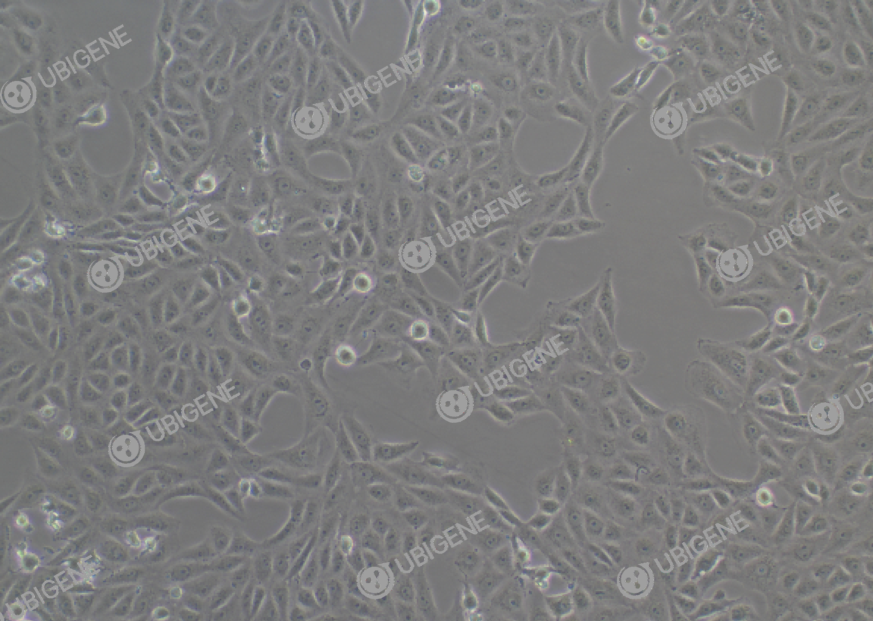 Vero cell line Cultured cell morphology