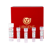 High-performance monoclone genotype validation kit (extractionfree)