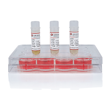 HCT 116 cell line