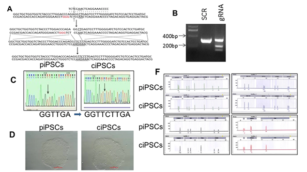 CRISPR point mutation corrected iPSCs