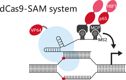 dCas9-SAM for CRISPRa library