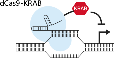 dCas9-KRAB for CRISPRi library