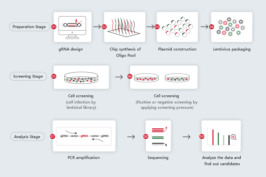 CRISPR library Technical Process